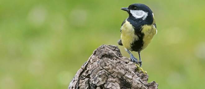48 % des especes d'oiseaux seraient aujourd'hui menacees, selon une etude mondiale (image d'illustration).
