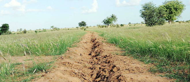 Parmi les initiatives mises en oeuvre pour contenir la desertification du Sahel, la Grande Muraille verte, de Dakar a Djibouti. 
