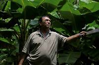 Maladies, st&eacute;rilit&eacute;, impunit&eacute;: le legs d'un pesticide au Nicaragua
