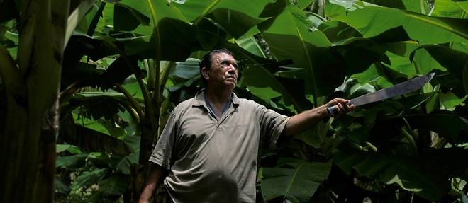 Maladies, sterilite, impunite: le legs d'un pesticide au Nicaragua