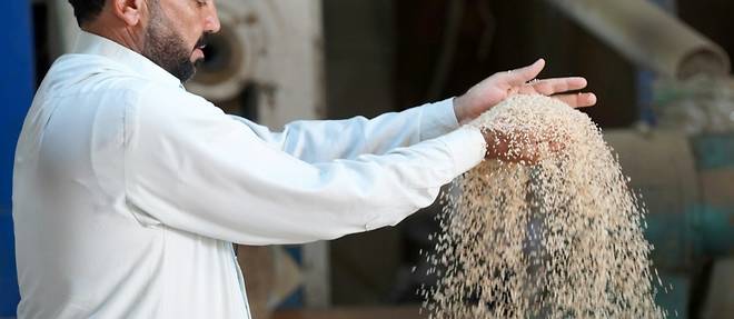 Roi de la table en Irak, le riz ambre menace par la secheresse