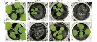 Au bout de six jours, les plantes cultivées dans le regolithe lunaire ont montré des signes de stress comme une croissance plus lente, une taille plus petite ou un système racinaire déficient, etc.
