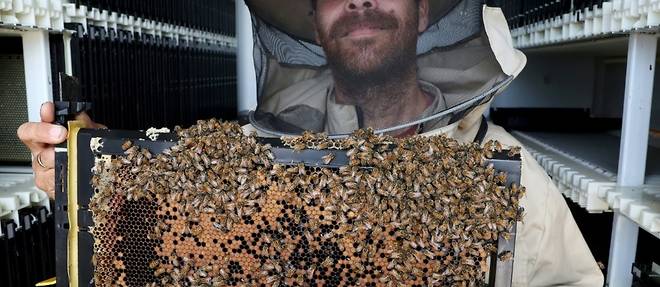 En Israel, des ruches robotisees pour preserver les abeilles