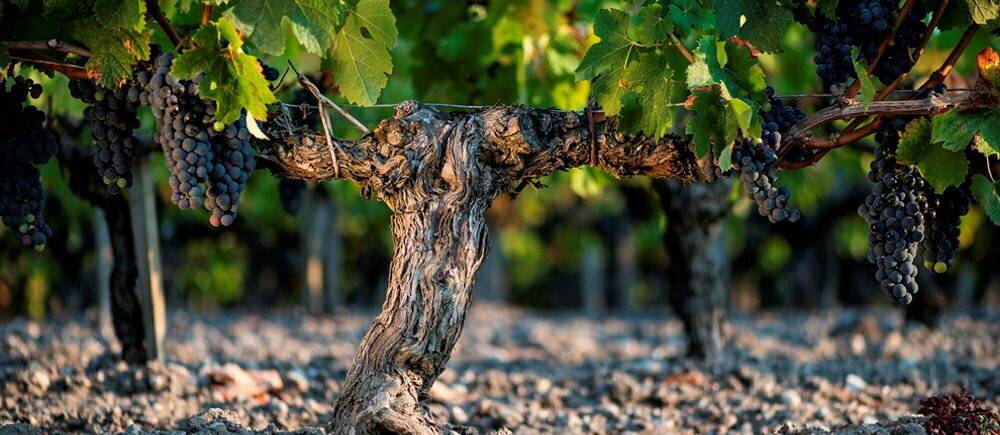  Rauzan-Segla, des vins comme on aime et qui vont bien vieillir.  (C)Vinexia.fr