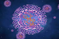 La variole du singe se propage dans le monde (photo d'illustration).
