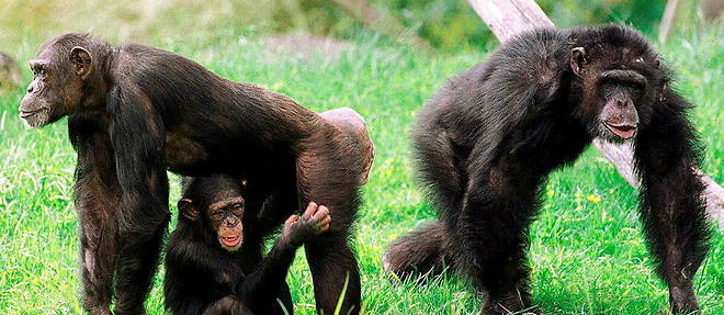 Des chimpanzes.
