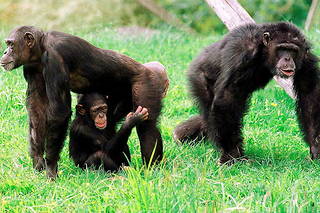 Des chimpanzés.

