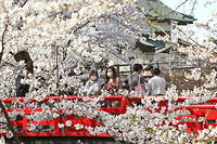 Climat&nbsp;: au Japon, les cerisiers fleurissent plus t&ocirc;t que pr&eacute;vu