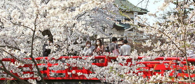 La floraison des cerisiers est un spectacle tres suivi au Japon.
