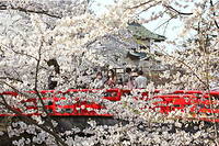 La floraison des cerisiers est un spectacle très suivi au Japon.
