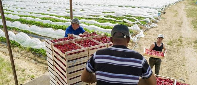 Dans le Sud-Ouest, les producteurs de fraises "depasses" par les fortes chaleurs