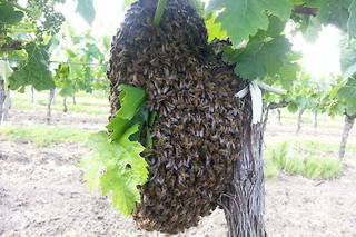 Essaim d'abeilles sur un pied de vigne.
