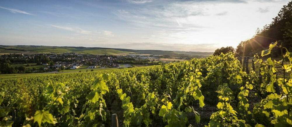 Vignoble de Chablis, Bourgogne.
