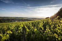 Vignoble de Chablis, Bourgogne.

