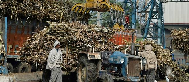 Apres le ble, l'Inde restreint l'exportation de sucre