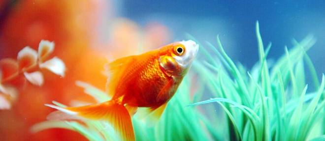 Dans certains cas, les petits poissons rouges peuvent se metamorphoser et s'allonger de plusieurs dizaines de centimetres. (illustration)
