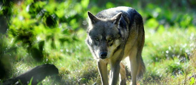 22 brebis ont ete retrouvees mortes dans les Hautes-Alpes a la suite d'attaques de loup depuis le debut du mois de mai. (image d'illustration)
