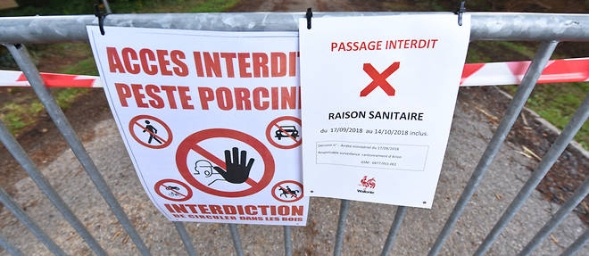 La France n'est pour le moment pas touchee par cette peste porcine, le ministere de l'Agriculture va ouvrir une cellule de crise. (photo d'illustration)

