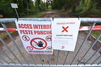 La France n'est pour le moment pas touchee par cette peste porcine, le ministere de l'Agriculture va ouvrir une cellule de crise. (photo d'illustration)
