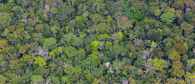 Dans la foret amazonienne, 26 sites d'habitat ont ete decouverts (photo d'illustration).
