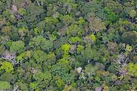 Dans la foret amazonienne, 26 sites d&#039;habitat ont ete decouverts (photo d&#039;illustration).
