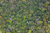 Dans la forêt amazonienne, 26 sites d'habitat ont été découverts. (Photo d'illustration)
