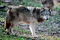 Un loup au parc animalier Gramat, en décembre 2021 (Photo d'illustration).
