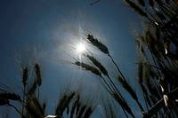 Des épis de blé lors d'un épisode de chaleur exceptionnel le 19 mai 2022, à Saint-Gilles, dans le sud de la France. 
