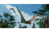 Les fossiles d'une nouvelle espèce de dinosaure volant ont été retrouvés en Argentine. (photo d'illustration)
