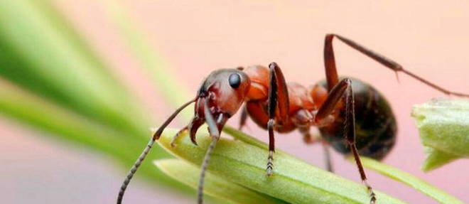 “Sniffer” ant trained to detect cancers.