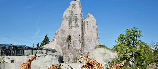 Visible from all over eastern Paris, the Grand Rocher of the zoological park belonging to the Museum of Natural History is to be refurbished next year.