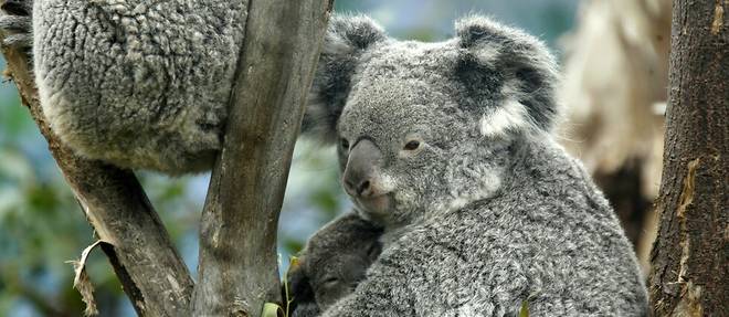Le koala est une espece encore menacee en Australie, le gouvernement veut doubler leur population d'ici a 2050.
