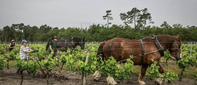 En Gironde, Une école Accompagne Le Retour Du Cheval Dans Les Vignes