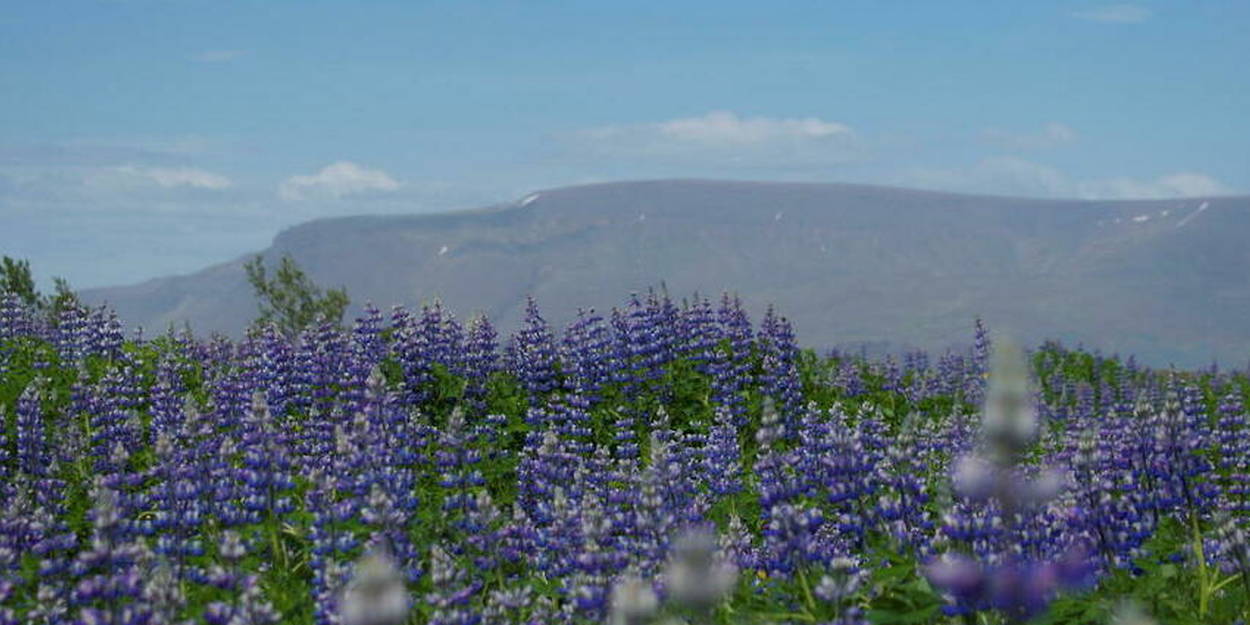 Cette étonnante fleur qui rend l'Islande violette