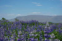 Cette &eacute;tonnante fleur qui rend&nbsp;l&rsquo;Islande violette