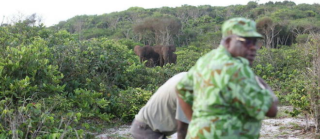 L'Afrique a perdu 75 % des populations d'elephants de forets a cause du braconnage.
