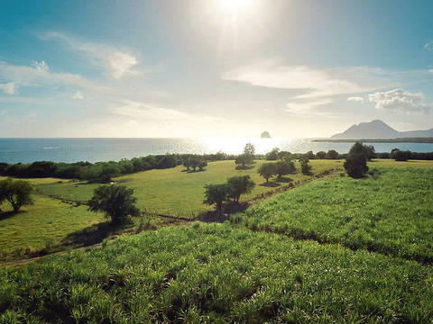 Située à l’extrême sud de la Martinique, la distillerie de Sainte-Luce cultive ses cannes à sucre sur des sols aux caractéristiques géologiques uniques. 