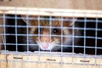 En Alsace, des l&acirc;chers de grands hamsters pour compenser l'impact d'une autoroute