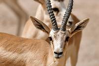 En Irak, les gazelles de la r&eacute;serve Sawa meurent de faim