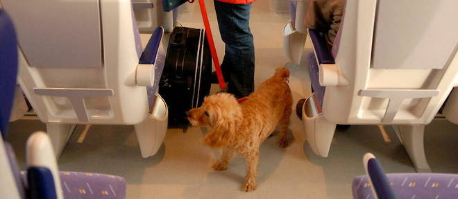 Sur les lignes TGV, Inoui, Ouigo et Intercites, les animaux pourront desormais disposer d'un billet a tarif unique. (Photo d'illustration) 