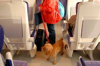 Sur les lignes TGV, Inoui, Ouigo et Intercités, les animaux pourront désormais disposer d'un billet à tarif unique. (Photo d'illustration)
