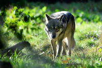 Selon l'Office francais de la biodiversite, 921 loups seraient presents en France en 2022 (image d'illustration).
