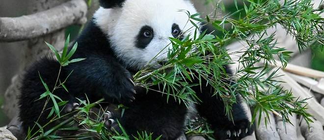 Comment le panda est-il devenu vegetarien? La decouverte d'un fossile repond
