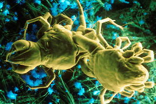 Des chercheurs ont découvert que certains acariens sont progressivement en train de fusionner avec la peau des humains. (image d'illustration)
