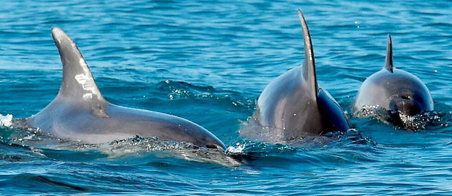 Au moins 3 000 dauphins seraient morts a la suite des operations militaires menees par la marine russe dans le nord de la mer Noire. (image d'illustration) 