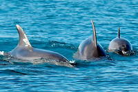 Au moins 3 000 dauphins seraient morts à la suite des opérations militaires menées par la marine russe dans le nord de la mer Noire. (image d'illustration)
