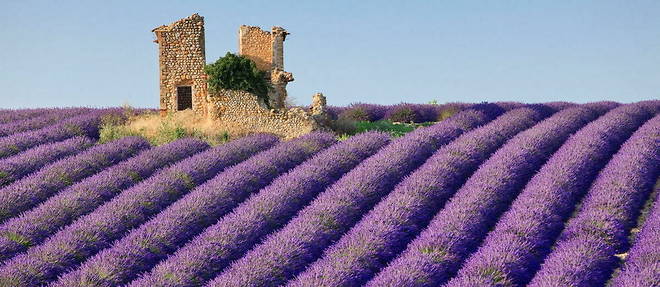 La lavande de Provence pourrait bientot etre classee au patrimoine mondial de l'Unesco. (image d'illustration)
