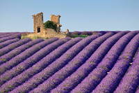 La lavande de Provence pourrait bientôt être classé au patrimoine mondial de l'Unesco. (image d'illustration)
