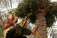 En Irak, pr&eacute;server le palmier-dattier, symbole national et tr&eacute;sor &eacute;conomique