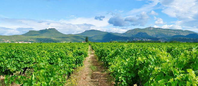 Paysage du vignoble de Montpeyroux, Languedoc.
